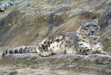 5 Vital Things to Know about Snow Leopard before You Take Part in a Safari